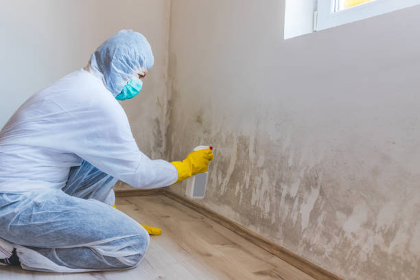 Black mold inspection in Batavia