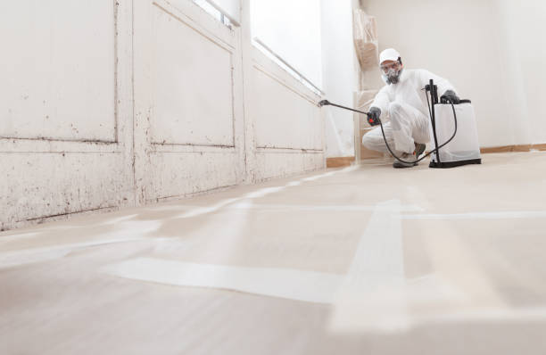 Black mold remediation team in Batavia